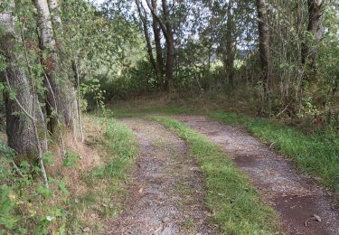 Excursión Senderismo Büllingen - GR56 - Krinkelt-Rocherath – vallée du Jansbach – vallée de la Holzwarche – Mürringen – Krinkelt - Photo