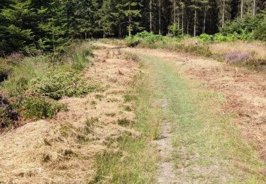 Tour Wandern Vielsalm - Logbiermé /”point satellite ” - Photo