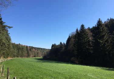Percorso A piedi Blankenheim - Eifelschleife Wo Bäche verschwinden - Photo