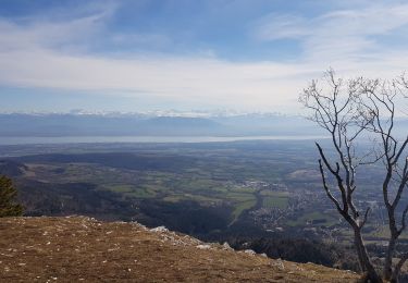 Excursión Senderismo Gex - Le Belvédère du Turet - Photo