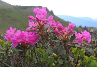 Excursión A pie Săcele - Cabana Piatra Mare - Vf. lui Andir - Cabana Rențea - Photo