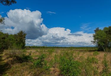 Trail On foot Menslage - Moorlehrpfad - Photo