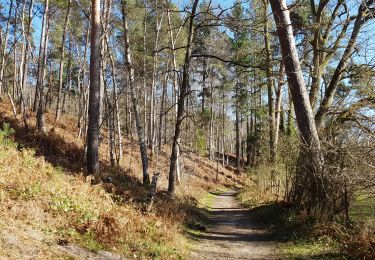 Trail Walking Auffargis - Yvelines_Vaux-de-Cernay_Ferme-des-Vallées_Abbaye_ND-des-Roses - Photo