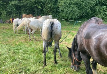 Trail Horseback riding Autigny-la-Tour - Anime ta campagne marche gourmande à Autigny la tour 25 aout 2024 - Photo