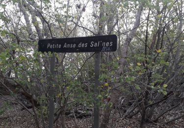 Trail Walking Sainte-Anne - Caritan l'écluse aller aller-retour  - Photo