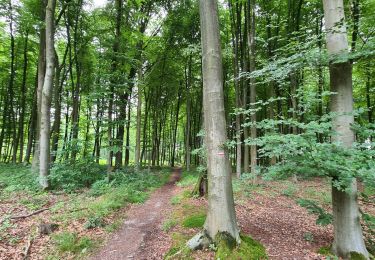 Tour Wandern Braine-le-Comte - la Sablière du bois - Photo