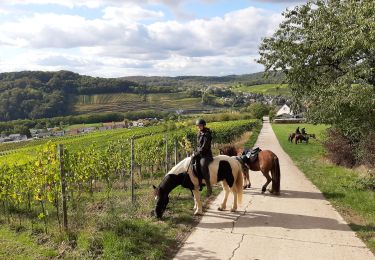 Tocht Paardrijden Sierck-les-Bains - Sierck-Manderen-Apach - Photo