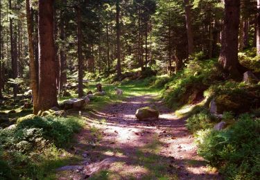Trail Walking Soultzeren - Boucle Schildmatt / Lac vert / Auberge du Tanet - Photo