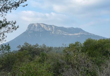 Tour Wandern Solliès-Ville - Solliès village : Le Coudon  - Photo