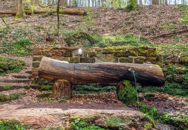 Percorso A piedi Homburg - Bergmannspfad - Photo