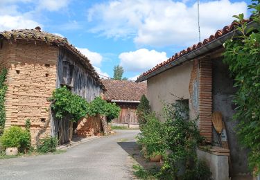 Trail Walking Nègrepelisse - Le long de l'Aveyron  - Photo