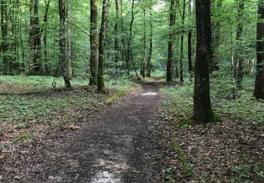 Trail Walking Le Gâvre - 07.08.2019 - GÂVRE nord et Clégreuc - Photo