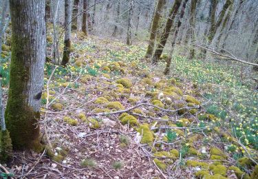 Tocht Stappen Besançon - forêt CHAILLUZ MARCHAUX - Photo