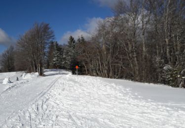 Trail Cross-country skiing La Bresse - tour des champis - Photo