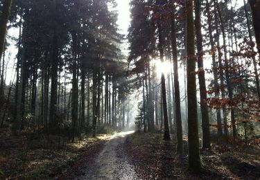 Trail On foot Vordemwald - Zofingen - Langholz - Photo