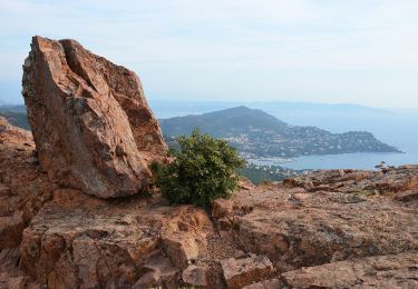 Trail Walking Saint-Raphaël - Pk Belle Barbe - Baisse des Sangliers - Pic d'Aurelle - Ravin des Lentisques - Photo