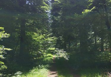 Tocht Stappen Orcines - Randonnée le long des Puys - Photo