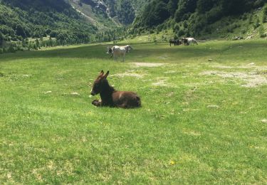 Percorso A piedi Malesco - M12 - La Cascina - Pizzo Stagno - Photo