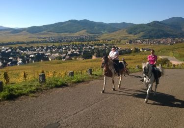 Trail Horseback riding Ribeauvillé - ribeauville-kientzheim - Photo