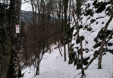 Tocht Sneeuwschoenen Soultz-Haut-Rhin - Raquettes au Molkenrain - Photo