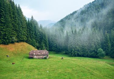 Tour Zu Fuß Unbekannt - Moieciu de Sus - Șaua Strunga - Cabana Padina - Photo