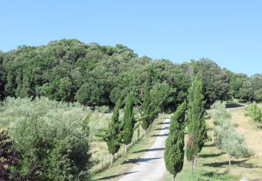 Percorso A piedi Pomarance - IT-20 - Photo