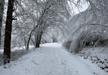 Trail Walking Esneux - Bois d’Esneux sous la neige - Photo