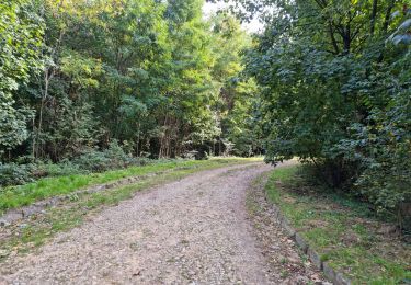 Trail Walking Chamarande - Forêt Départementale du Belvédère à Chamarande - Photo