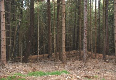 Randonnée A pied Ligist - Wanderweg 17 - Photo