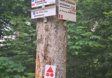 Trail Walking Rosheim - Heidenkopf - Photo