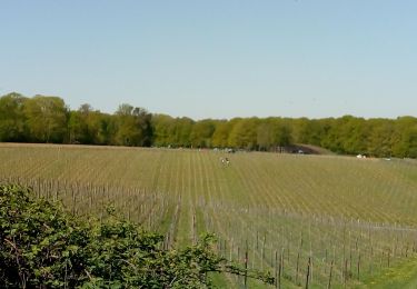 Trail Walking Court-Saint-Étienne - vignoble de Bousval - Photo