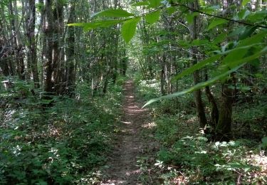 Trail Walking Liorac-sur-Louyre - Liorac 17km - Photo