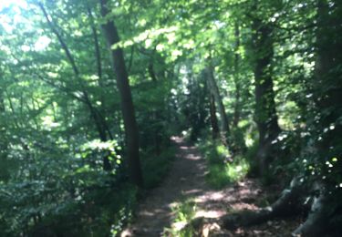 Randonnée Marche Olne - Forêt par la ligne de crête  - Photo