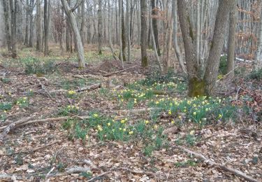 Trail Walking Fontainebleau - parcours des jonquilles - Photo