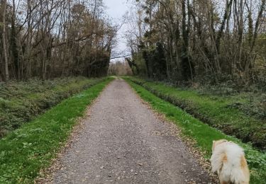 Trail Walking Feillens - Montgrimoux chevroux  - Photo