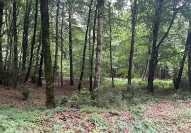 Tocht Stappen Lauroux - Le cirque de L’abeille la forêt de l’Escandorgues - Photo