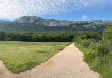 Trail On foot Plan-d'Aups-Sainte-Baume - Massif Sainte Baume et pas de l’Aï 15 km - Photo
