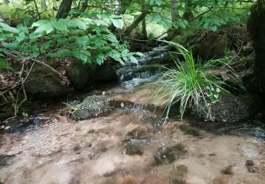 Randonnée A pied Bad Liebenstein - Messerweg - Photo