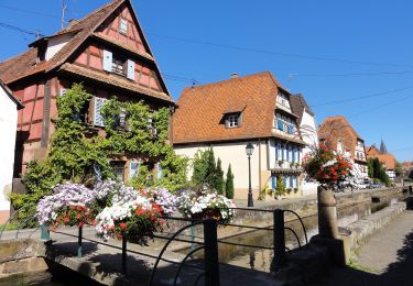 Tocht Te voet Wissembourg - Anneau rouge - Photo