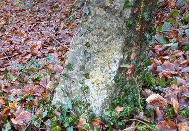 Randonnée Marche Gerpinnes - Eclaircie  - Photo