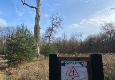 Tour Mountainbike Fontainebleau - Fait TB 20/03/23 vers tour Dénecourt  - Photo