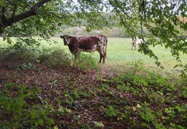 Tour Wandern Vimoutiers - Vimoutier  - Photo