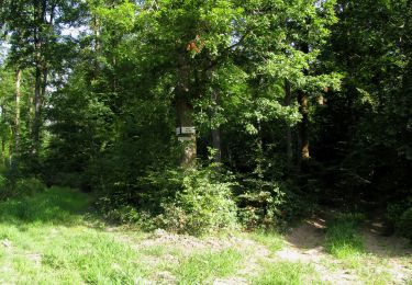 Excursión Senderismo Dampleux - en forêt de Retz_82_sur les Routes de la Bruyère aux Loups et de la Chrétiennette - Photo