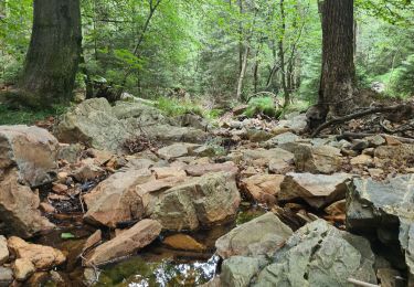 Trail Running Aywaille - lingnispo - Photo