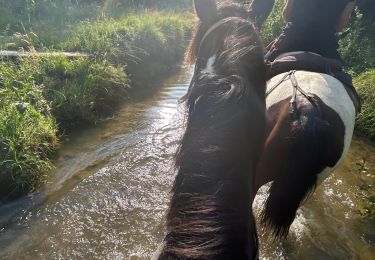 Trail Horseback riding Hiriberri/Villanueva de Aezkoa - Hichiberri - Burguete/Auritze - Photo