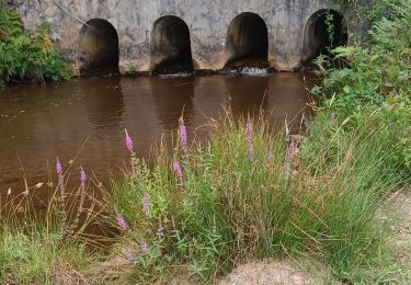 Randonnée Marche Ladignac-le-Long - Ladignac le long les deux forêts  - Photo