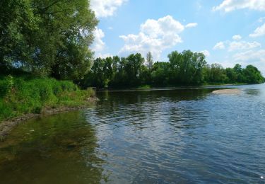 Randonnée Marche Savonnières - Savonnières - Bec du Cher (AR) - 10.7km 50m 2h15  - 2015 11 22 - Photo