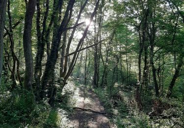 Trail Walking Barizey - Bourgogne à pied - Photo