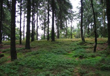 Trail On foot Willebadessen - Rundwanderweg Borlinghausen A1 (Willebadessen: Schloss Borlinghausen) - Photo