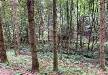 Excursión Senderismo Neufchâteau - Bois d’Ospau - Photo